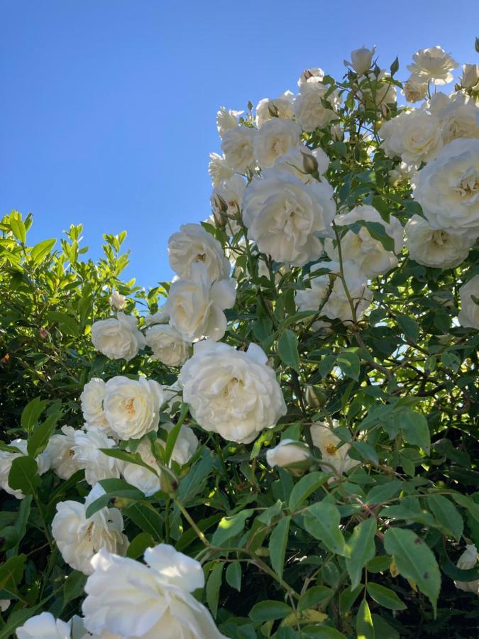 La Rosa Del Lago Браччано Экстерьер фото